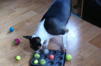 Muffin Tin Dog Game