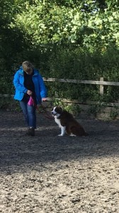 Kay 9 Dog Training - Novice Class