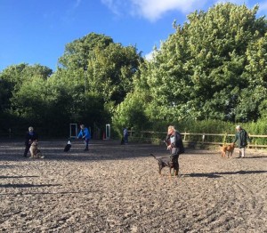 Kay 9 Dog Training - Novice Class