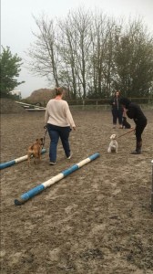 Kay 9 Dog Training - Novice Class