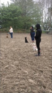 Kay 9 Dog Training - Novice Class