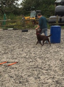 Kay 9 Dog Training - Novice Class