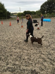 Kay 9 Dog Training - Novice Class