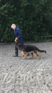 Kay 9 Dog Training - Novice Class