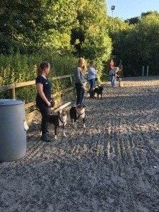 Kay 9 Dog Training - Novice Class