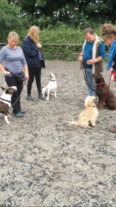Kay 9 Dog Training - Novice Class