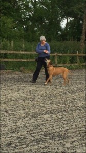 Kay 9 Dog Training - Novice Class