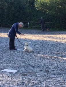 Kay 9 Dog Training - Novice Class